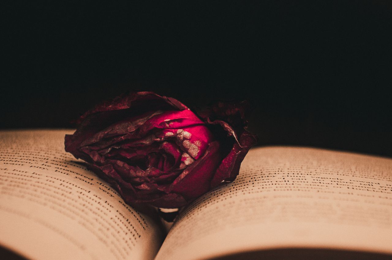 services-img-04 Close-up still life of a dried rose on an open book, set against a black background.
